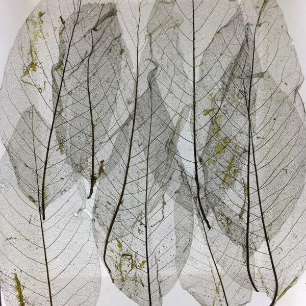 Wabi-Sabi artwork featuring delicate, weathered leaves, celebrating imperfection and natural beauty